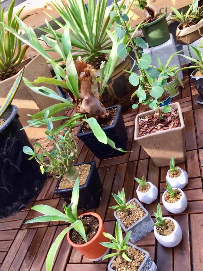 טאנאבה Django Hostel & Lounge מראה חיצוני תמונה
